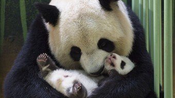 UK to return pair of pandas to China after 12 years without breeding – News
