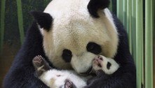 Reino Unido devolverá à China casal de pandas após 12 anos sem procriar