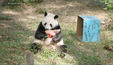 Pandas deixam zoológico nos EUA e voltam à China em meio à crise política (Reprodução / Record TV)