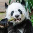 Pandas são carnívoros? Entenda o que pode estar na dieta do animal (Reprodução/Pexels)