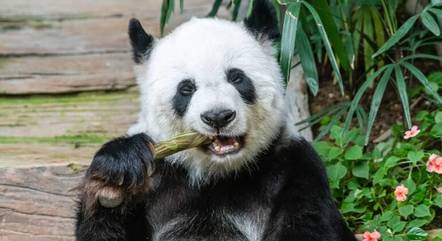Entenda o que pode estar na dieta dos pandas