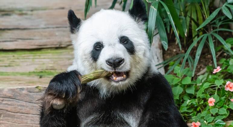 Pandas são carnívoros? Entenda o que pode estar na dieta dele