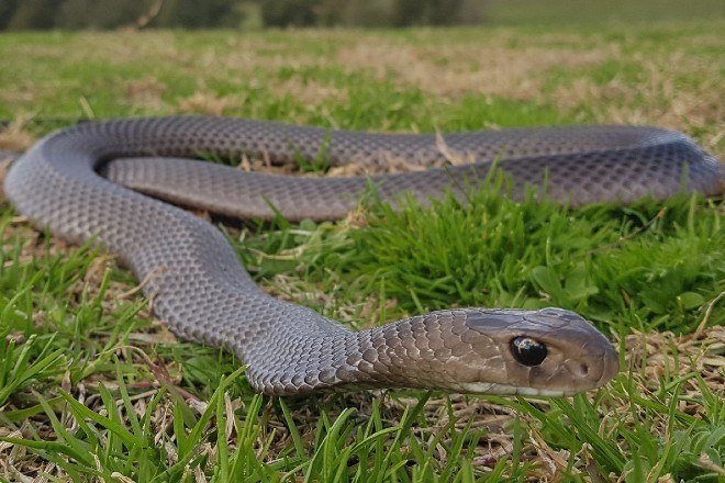 Cidades da Austrália sofrem invasão de cobras venenosas - Page Not Found -  Extra Online