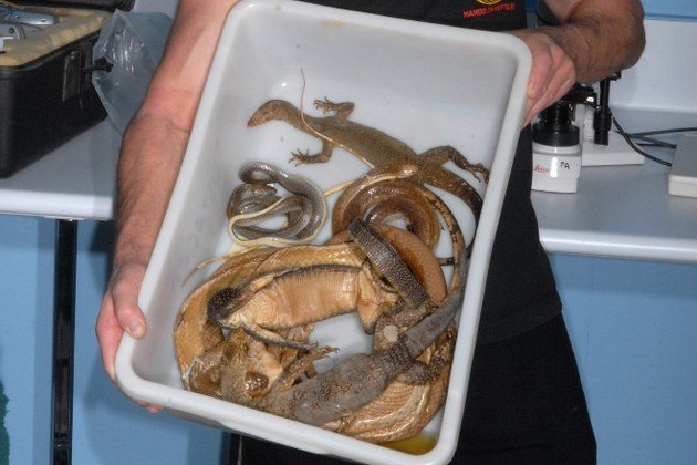 Cobras mortais da Austrália: homem morre após retirar animal enrolado na  perna de amigo, Biodiversidade