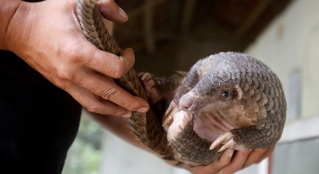 Pangolim é o mamífero  mais traficado do mundo e corre risco de extinção