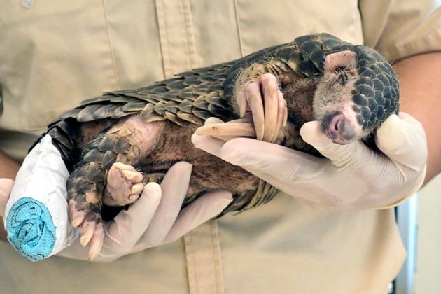 Um jovem pangolim recebeu tratamento médico no zoológico Leofoo Village Zoo, de Hsinchu, nordeste de Taiwan. Os curativos foram em sua cauda e os veterinários acreditam que o animalzinho tenha sido atacado por cachorros