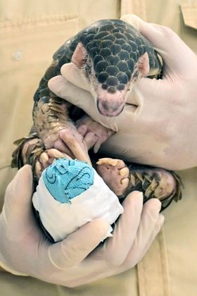 Veterinário mostra o pangolim e os curativos que recebeu em sua cauda