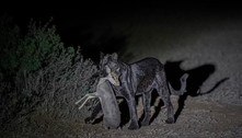 Pantera-negra raríssima é clicada por fotógrafo amador durante caçada noturna
