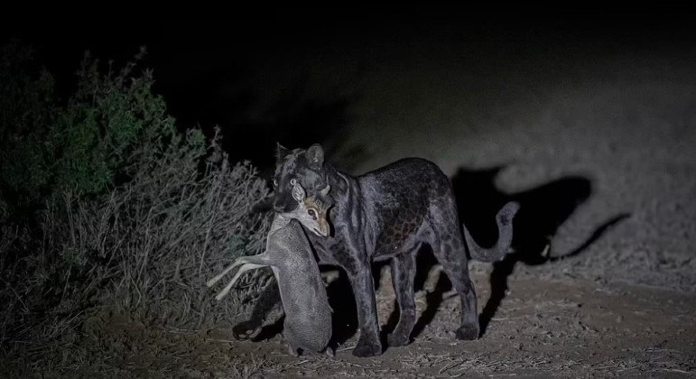 Pantera-negra raíssima é clicada por fotógrafo amador durante caçada noturna
