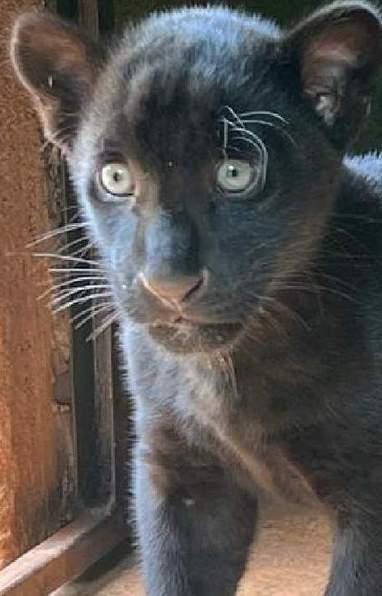 Panterinha! Depois de quase morrer, onça Juma vira atração em zoológico ( Acervo / Zoo Park da Montanha)