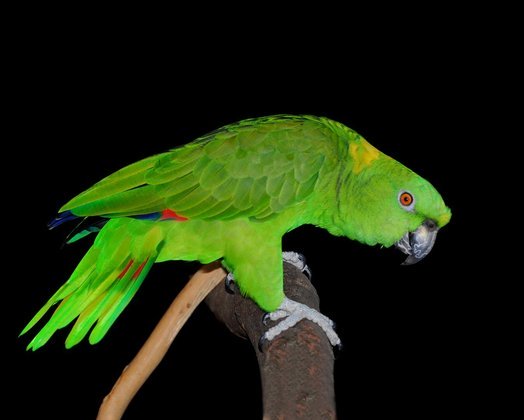 Papagaio- A Ave pesa até 400 gramas e mede cerca de 37 cm, vivendo  aproximadamente 70 anos. Existem mais de 350 espécies em todo o planeta. São geralmente monogâmicos, vivendo com apenas um companheiro a vida toda.