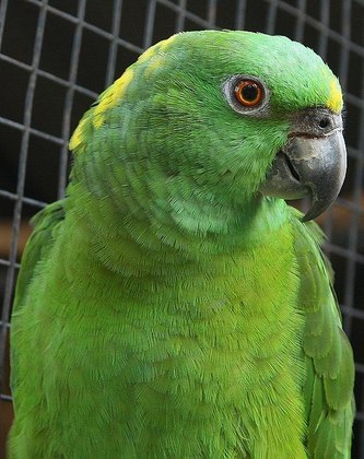 Papagaio-de-nuca-amarela - Pássaro comum na Amazônia , também é encontrado no México e na América Central. Pode viver até 60 anos. 