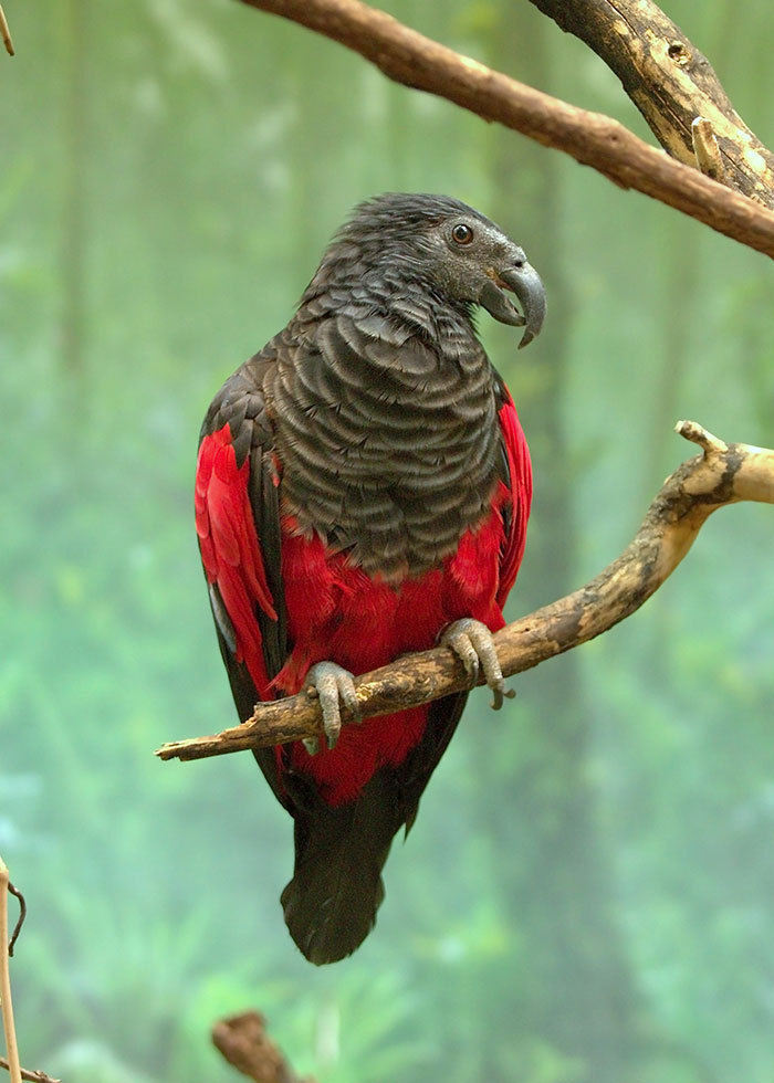 Apesar dele só ter virado matéria do HORA 7 por sua coloração e nome estranhos, o animal ainda possui outras características estranhas