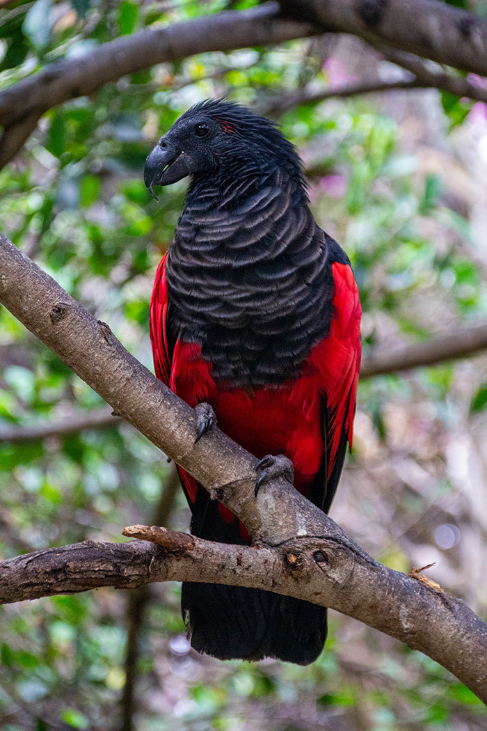 Esse é o Papagaio Drácula (Psittrichas fulgidus), um animal com nome assustador e aparência única. Ao invés das penas verdes, ele está todo coberto de preto e vermelho