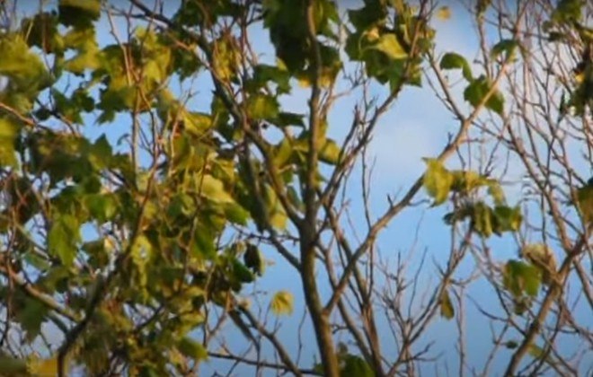 Não são folhas, e sim, periquitos-verdes (Psittacara holochlorus), que infestam certas regiões do Reino Unido, especialmente LondresLEIA MAIS: 2022 não deixou a desejar quando o assunto foi criatura terráquea com aspecto alienígena