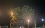 A imagem foi compartilhada pelo morador local Wendy Jones em janeiro, que ficou abismado com o achado. A foto mostra uma castanheira-da-índia sem folhas, que caíram no início do inverno do hemisfério norte