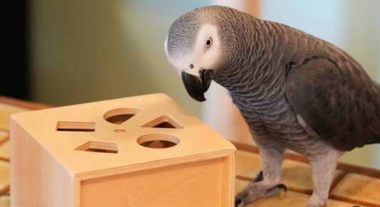 Apollo já tem mais de 1 milhão de seguidores
