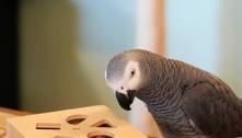 Apollo, o papagaio: a ave que consegue identificar objetos e até do que são feitos