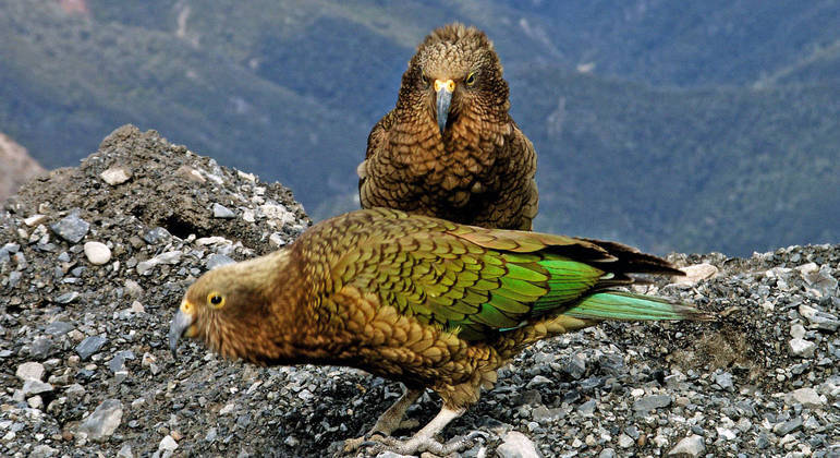 Espécie é a única de papagaios alpinos do mundo