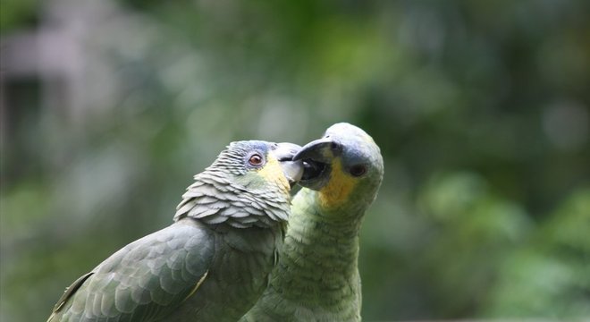 Papagaios em área protegida da Amazônia brasileira. 