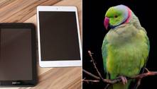 Papagaios aprenderam a fazer vídeo-chamadas e agora têm amigos online