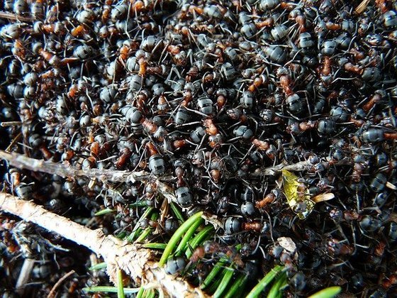 Para chegar ao número estimado de formigas no planeta, os pesquisadores lançaram mão de 489 estudos de populações de formiga conduzidos por cientistas em vários países. 