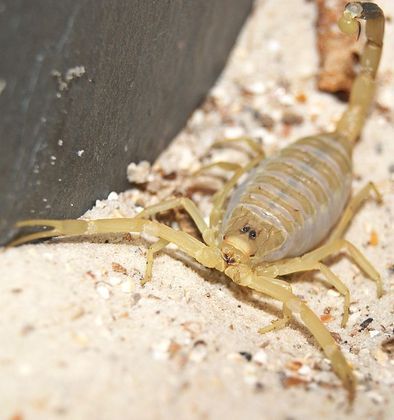 Para completar o pacote, o escorpião amarelo da Palestina ainda pode sobreviver por vários meses sem comida ou água, tornando-o altamente adaptável a ambientes extremos.