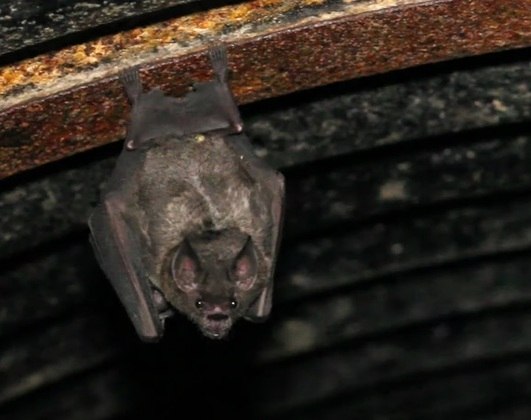 Para fechar, mais algumas curiosidades: os morcegos não apenas voam, mas também andam e até correm. 
