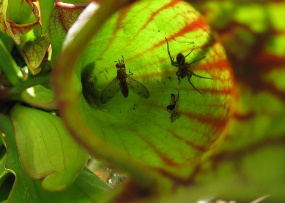 Para quem quer se livrar de insetos dentro de casa, elas podem ser uma opção para o cultivo. 