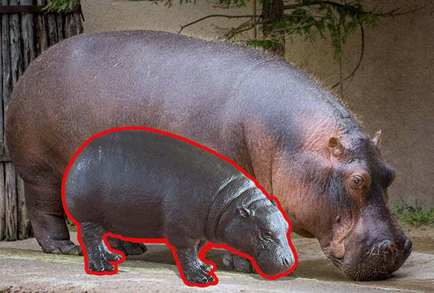 Para se ter uma ideia do quanto o hipopótamo anão é menor, o hipopótamo comum tem peso entre 1,3 e 1,5 tonelada. Ou seja, chega a ter quase 8 vezes o peso do anão.