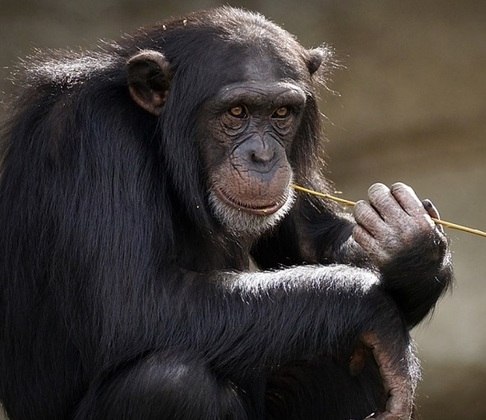 Para ter uma ideia, nós compartilhamos por volta de 98% do nosso DNA com eles. Com isso, temos uma aparência semelhante e sensações como raiva, alegria, medo e tristeza são perceptíveis tanto em nós humanos como nos chimpanzés.