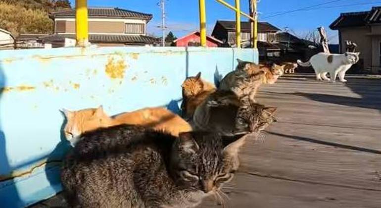Os gatos tomam conta da ilha japonesa
