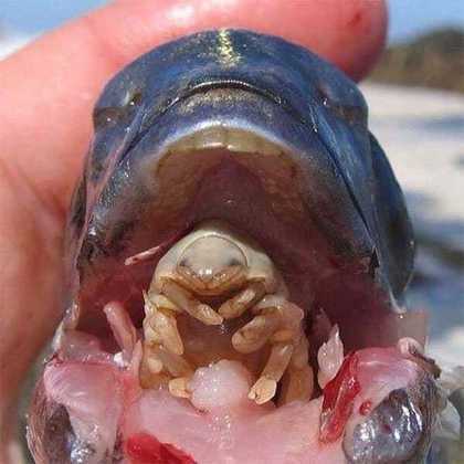 O crustáceo já foi tema de discussões em fóruns do Reddit dedicados a temas assustadores da ciência e natureza, sempre com essas fotos chocantes