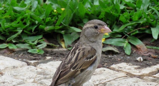 Antes um dos pássaros mais comuns de São Paulo, pardal está se tornando mais raro