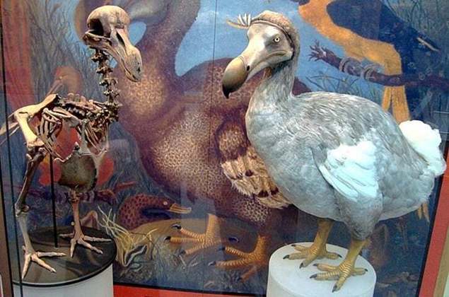 Parentes dos pombos e abutres, os simpáticos dodôs não temiam a presença humana e, por isso, foram presas fáceis.