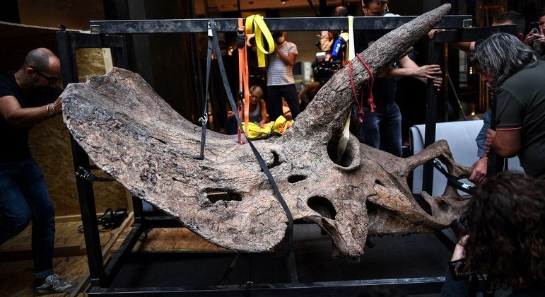 Les plus grandes expositions de squelettes de tricératops au monde avant les enchères – Actualités