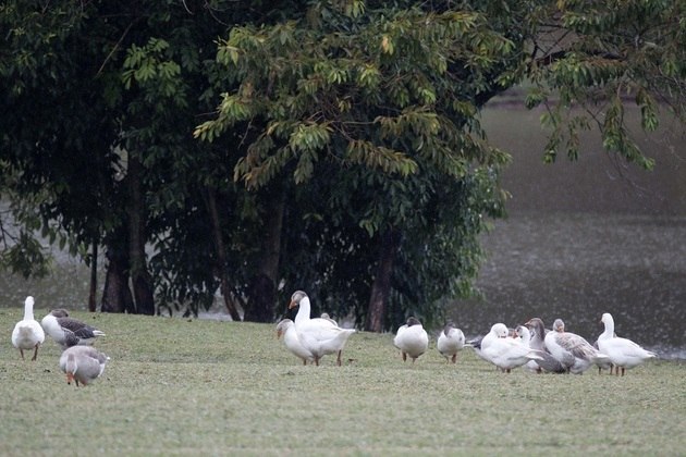 Dessa forma, andar em locais de vegeta&ccedil;&atilde;o &ndash; parques, pra&ccedil;as, fazendas, pastos, matas, pesqueiros, vegeta&ccedil;&atilde;o das margens de rios, c&oacute;rregos e lagoas &ndash; pode representar um risco nesses lugares end&ecirc;micos. 