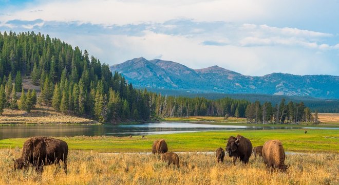 Os vírus permitem que o pasto que cresce no Parque Nacional Yellowstone possa aguentar altas temperaturas geotermais