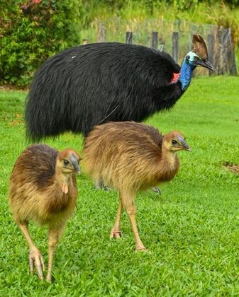 O animal é conhecido pela força e os coices, especialmente temidos pelas garras nas patas deleVALE SEU CLIQUE: Caso chocante: pato selvagem é achado com faca no pescoço, mas passa bem