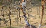 Algumas são extremamente fofas, como essa girafa que mostra que mesmo a necessidade constante de ficar alerta contra predadores não impede uma mãe de ter carinho pelo filho