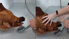 Vídeo de 'parto humanizado' de galinha viraliza e intriga redes sociais