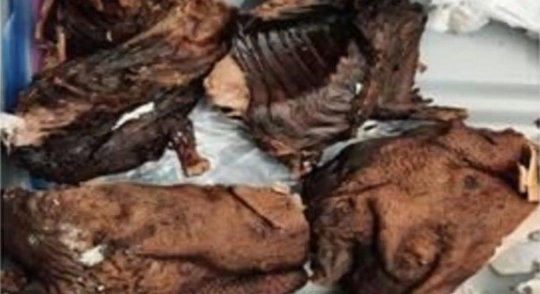 Passageiro foi detido com quase 4 kg de 'carne de caça' em aeroporto dos EUA