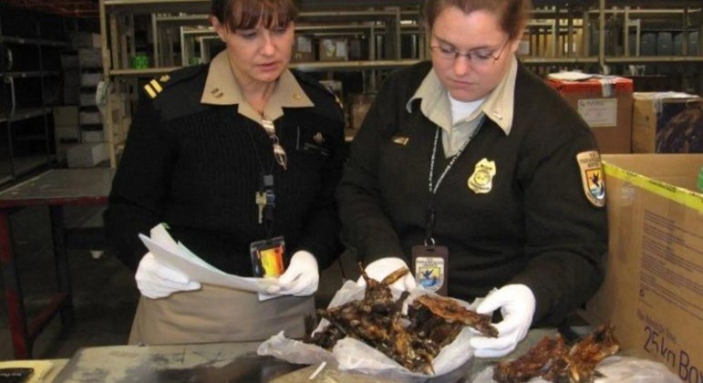 Pedaços de carne incluíam partes de morcegos, macacos, roedores e antílopes