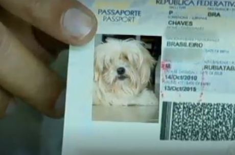 Em 5 Anos Ministerio Emite Mais De 1 400 Passaportes De Caes E Gatos Noticias R7 Brasil