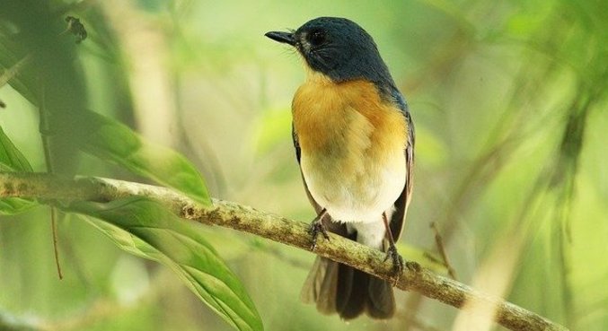 Pessoas que escutaram canto dos pássaros na trilha sentiram aumento no bem-estar
