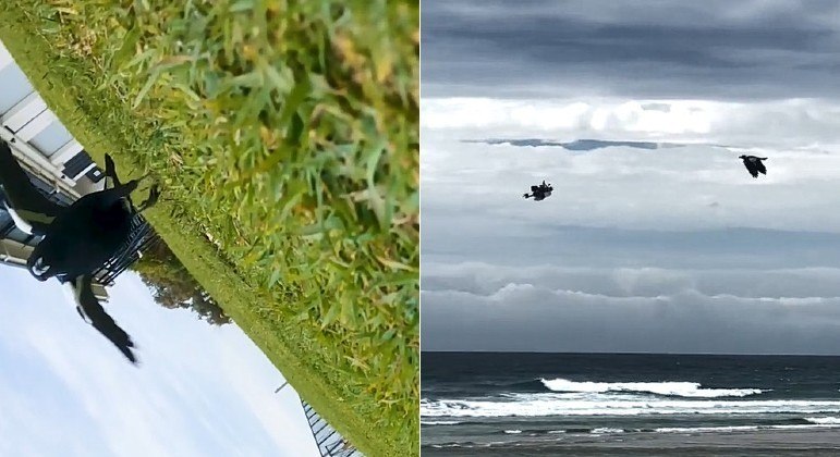 Pássaro perseguiu e derrubou um drone, durante tentativa de voo sobre praia australiana