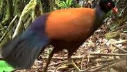 Pássaro declarado extinto há um século é achado novamente na Oceania (Reprodução/Só Notícia Boa)
