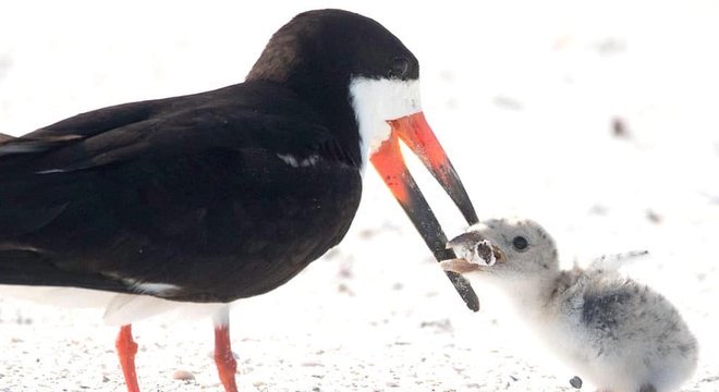 Imagem foi registrada pela fotógrafa Karen Mason em uma praia da Flórida, nos Estados Unidos