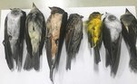 Centenas de milhares de pássaros estão caindo mortos dos céus do Novo México, EUA, e ninguém sabe o motivo exato. Um biólogo afirmou que a possível causa pode ser os incêndios florestais na Califórnia, mas autoridades ainda investigam
