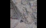 O mistério começou em 20 de agosto, quando centenas de aves foram descobertas perto de uma base do Exército do país, na mesma região